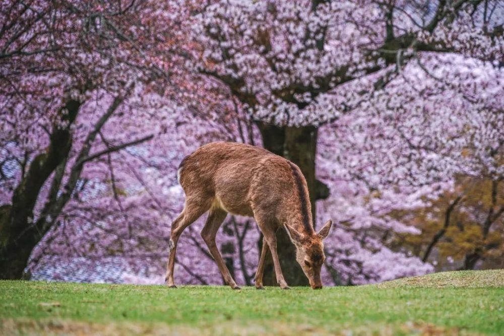 2019日本樱花前线预测,这份赏樱地图拿好