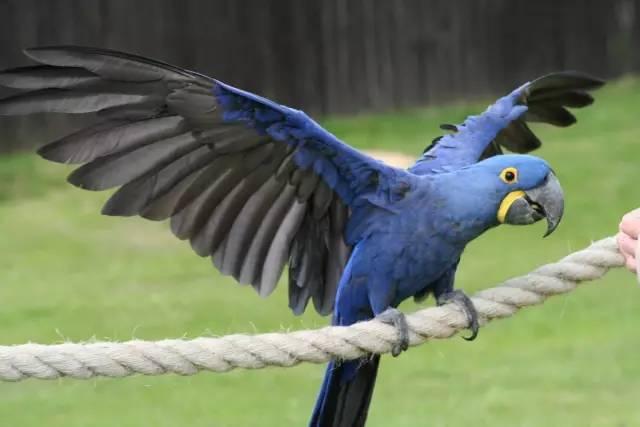 鹦鹉中个头最大的成员,拥有鲜艳的蓝色羽毛,被描述为温和的巨人