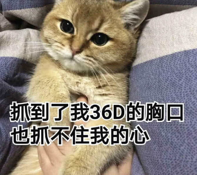 萌娃撒娇表情包:抓到了我36d的胸口,也抓不住我的心