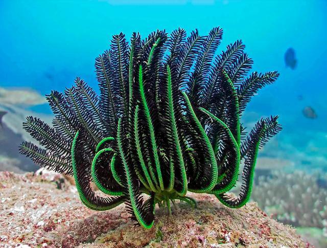 这是海底植物?不!它是动物