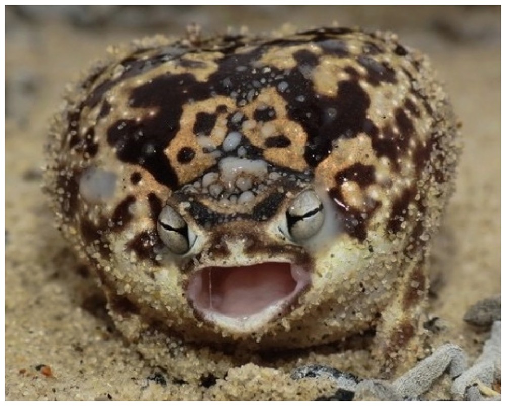 它被称为全球最萌青蛙,很卡哇伊,活得像台挖掘机