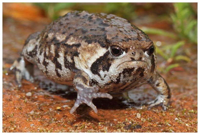它被称为全球最萌青蛙,很卡哇伊,活得像台挖掘机