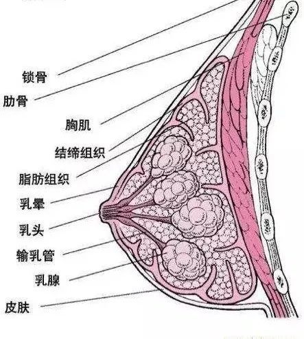 医生,乳腺,按摩,淋巴,乳房