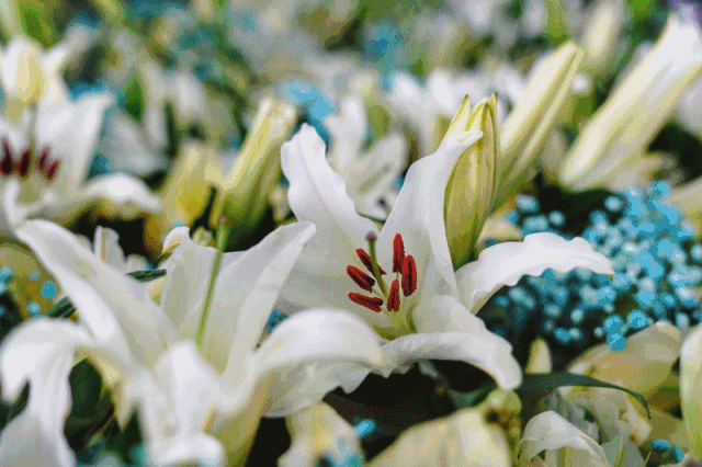 南海有个百合花世界,数十万朵鲜花娇艳欲滴惹人醉!