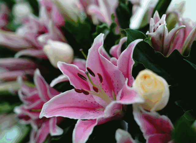 南海有个百合花世界,数十万朵鲜花娇艳欲滴