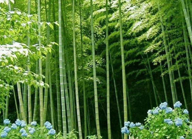 植物,竹子,长寿,大自然,龙鳞竹