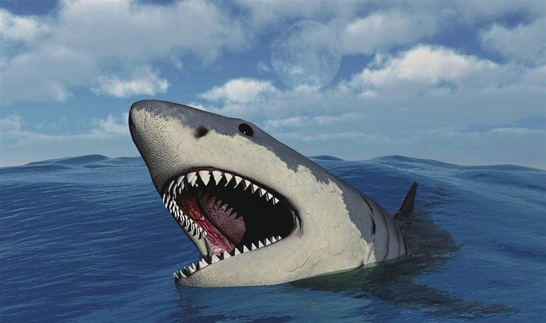 靠吃鲸鱼为生的巨齿鲨,遇到潜艇会发生什么?网友:牙齿