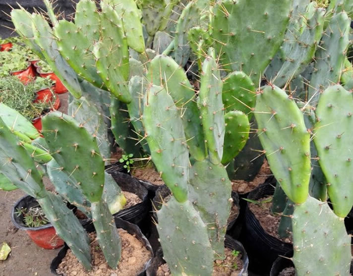 生活中常见的"带刺"植物,拿来做蔬菜10元一斤,叶子沾土就活