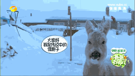 东北神兽"傻狍子"究竟有多傻?