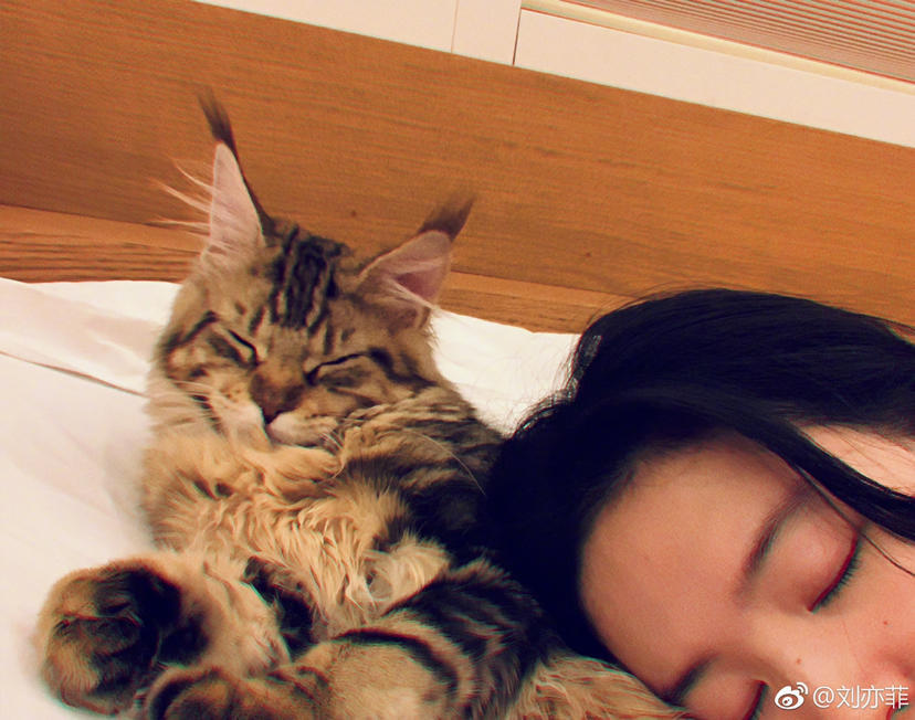 刘亦菲晒床上慵懒素颜自拍,周围居然全是小猫咪
