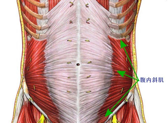 因为它位于腰椎旁肌肉(竖脊肌)和腰部厚的筋膜层与腱膜组织的深部