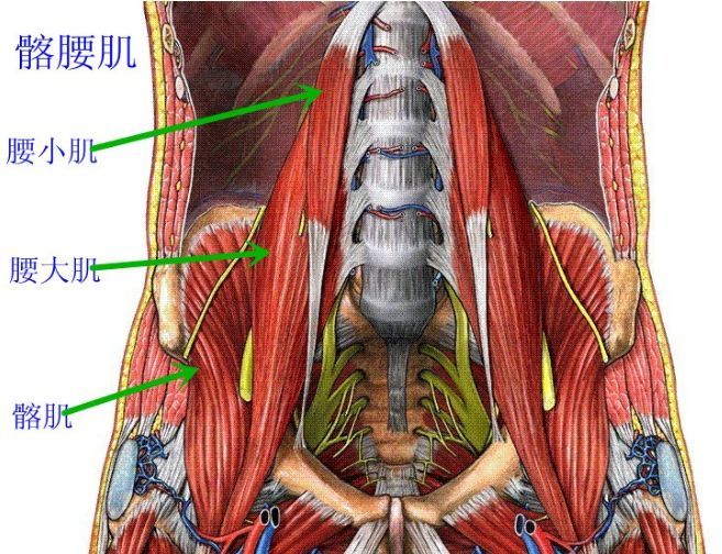 而且腰肌引起的疼痛可能涉及内脏.