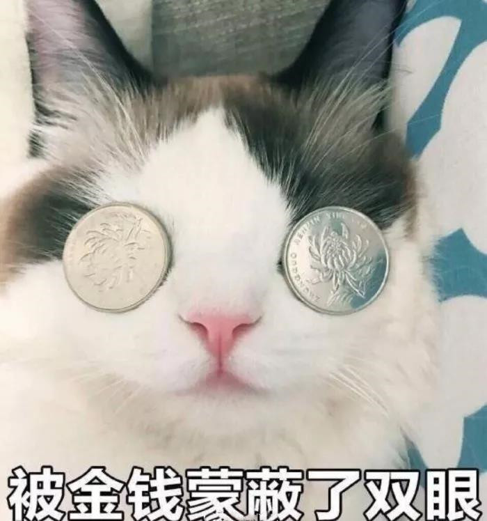 猫咪·搞怪·头像:没有一个人可以彻底走进一个人心里