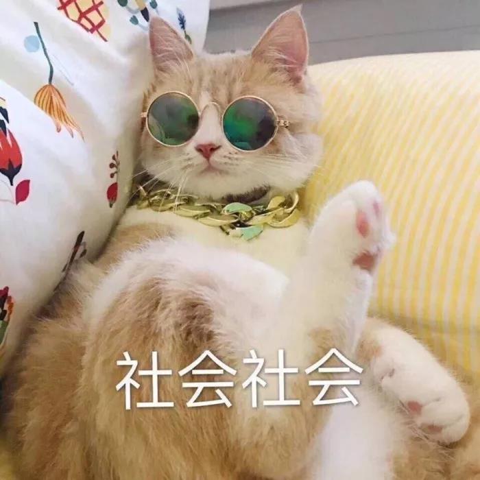 猫咪·搞怪·头像:没有一个人可以彻底走进一个人心里