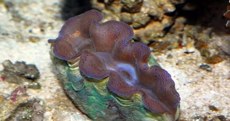 世界上最五彩的贝壳,像是大海一样的颜色!体内的颜色也不一样