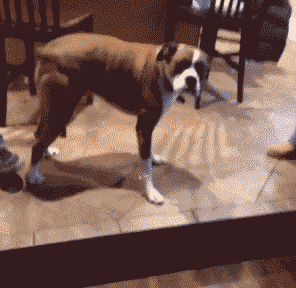 搞笑gif:我爸最远的一次离家出走,就是在我们小区溜达