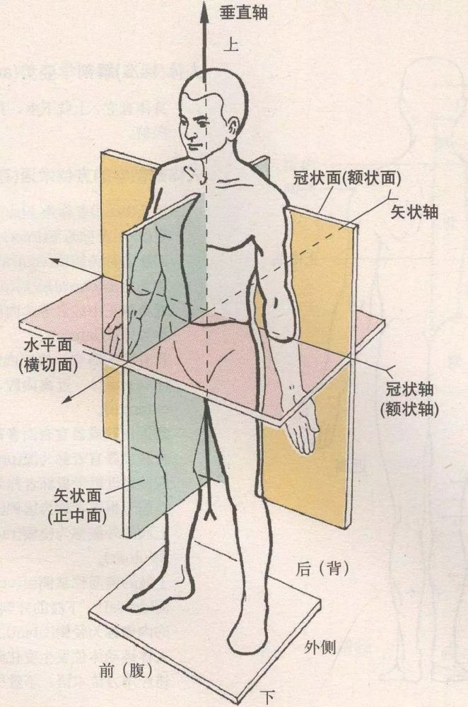 轴心:肩峰 固定臂:通过轴心与地面垂直 移动臂:肱骨长轴 正常关节