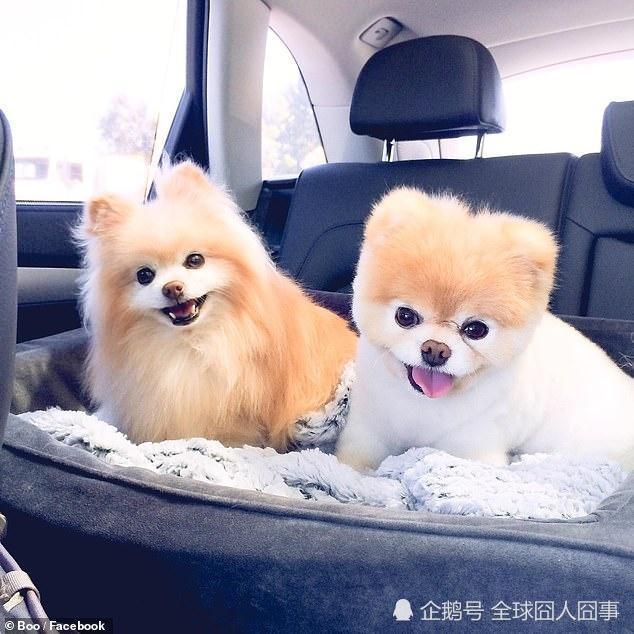 世界最萌网红表情包小狗boo去世,主人透露竟是死于悲伤与想念