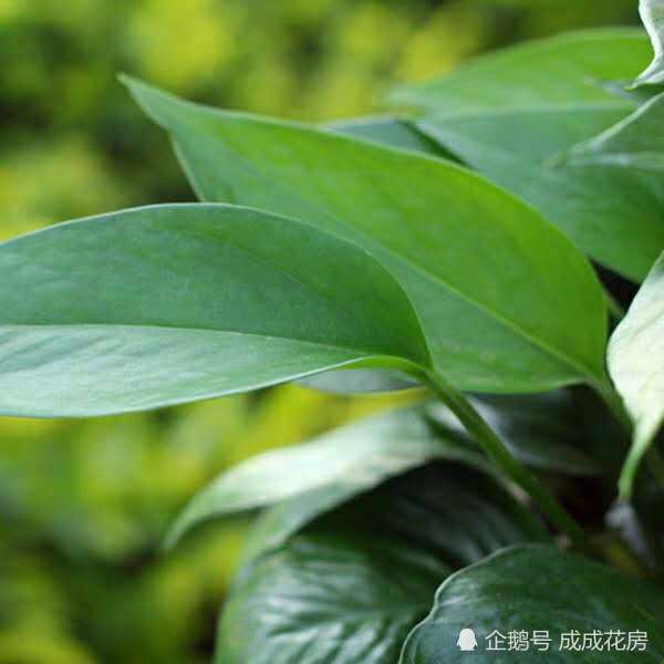 绿萝叶子打蔫,发软,没精神怎么办?一个小方法巧解决!