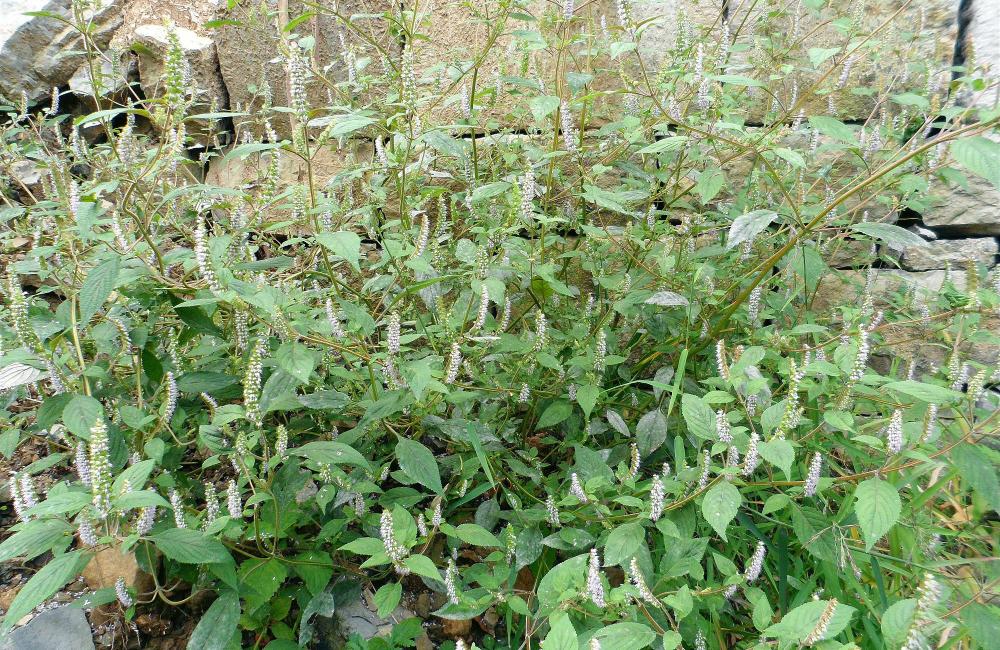 农村一种香草,花形似鞋刷,嚼2片叶子可除口臭,如今成上佳野菜