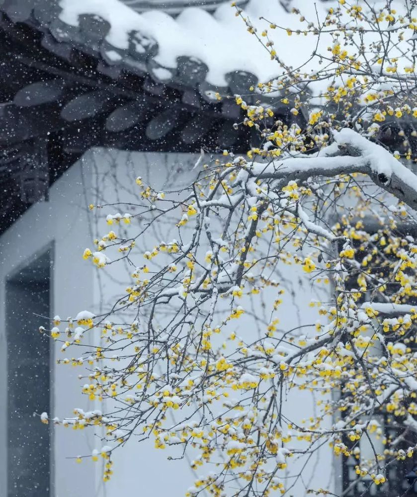 冬日里,以荒芜或白雪为背景,生长成一幅水墨画.