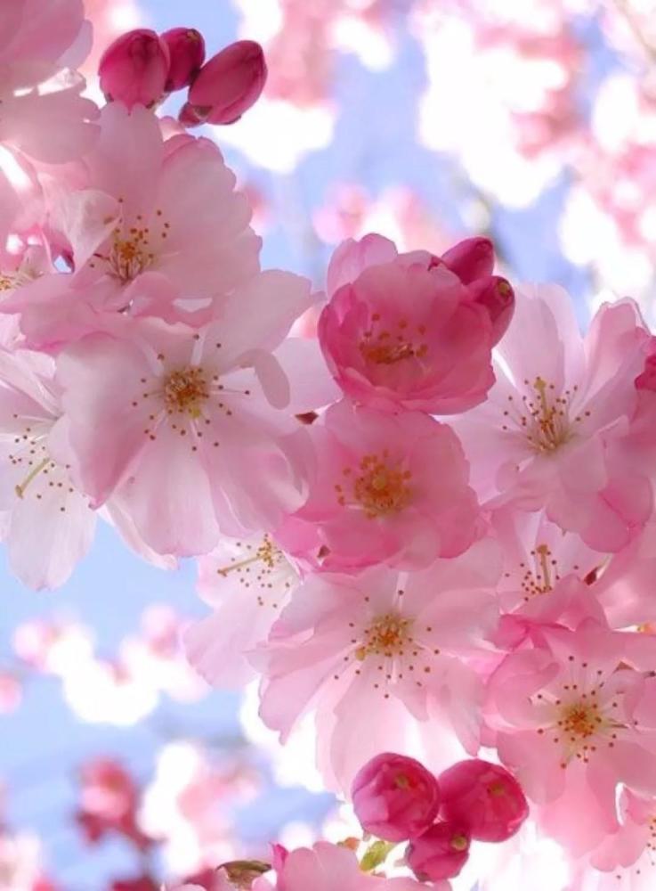 粉色的桃花和梅花好美