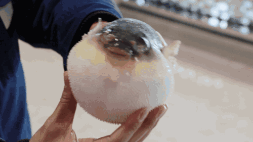 引起,每年春季河豚产卵,毒性最强.