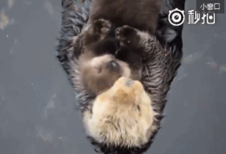 搞笑gif趣图:玩累了的水獭宝宝躺在妈妈怀里睡觉