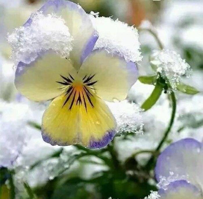 经冬不凋的花朵,在冰雪的覆盖下依然散发着清香,呈现出一种别样的美.