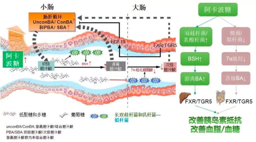 阿卡波糖影响菌群-胆汁酸代谢机制