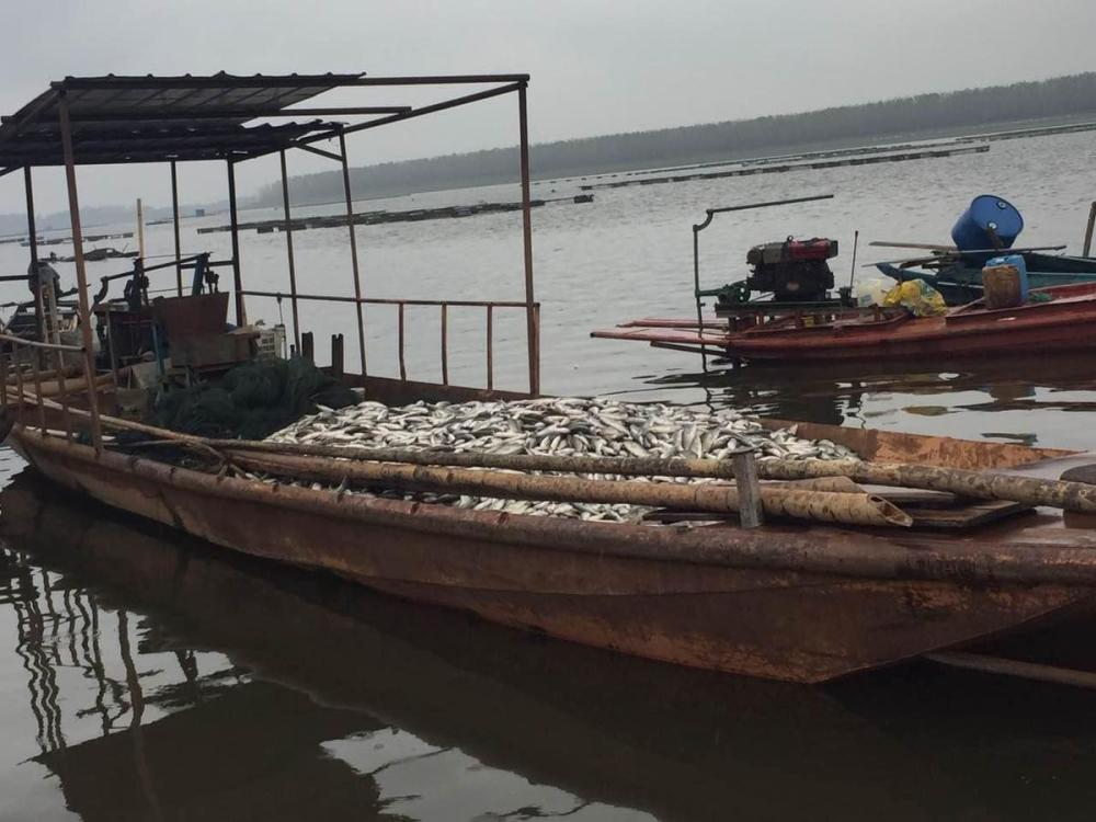 湖北50万斤鱼暴毙:上千万打水漂