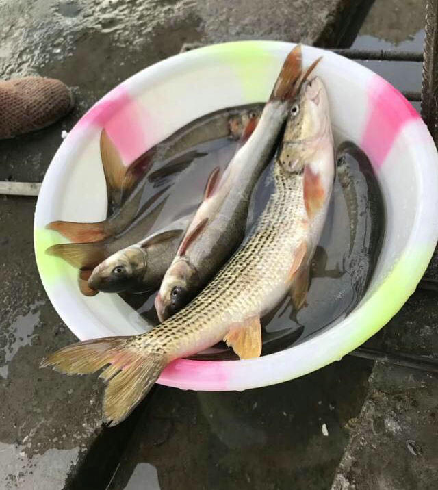 吃肉的鲤鱼?金沙江钓起"凶猛花鲤鱼",近年来罕见,一度