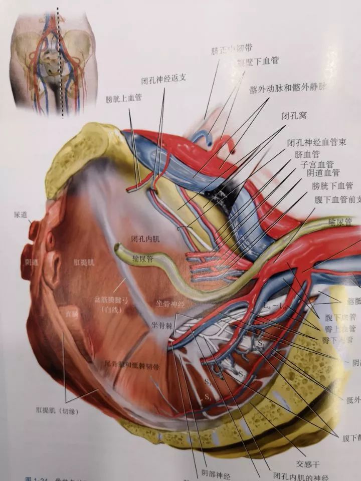 《盆腔解剖与妇产科手术图谱》上中下卷