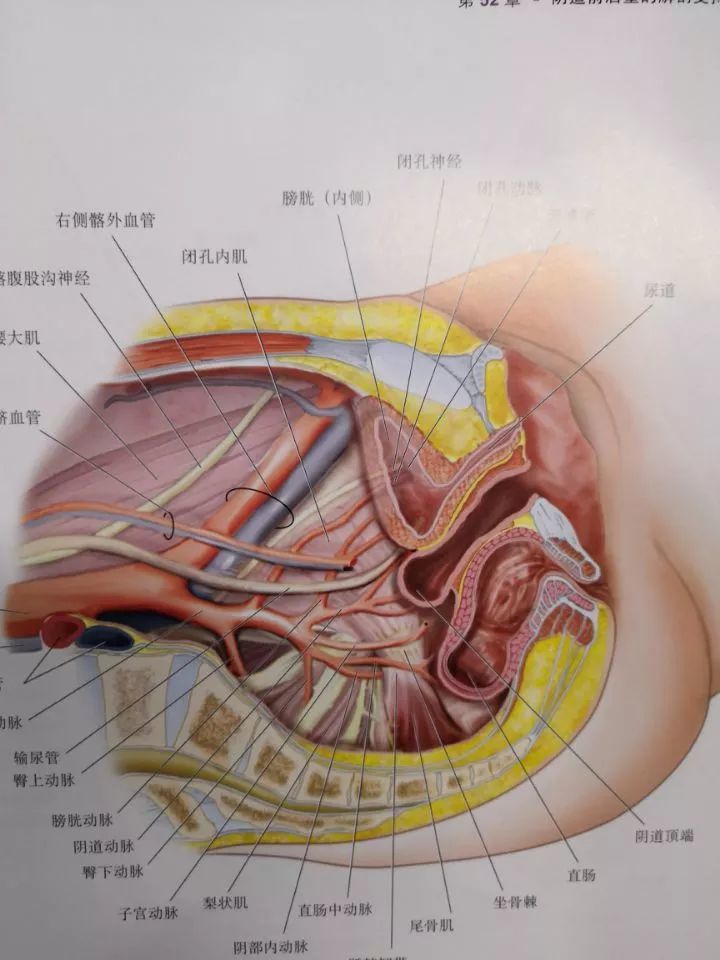 《盆腔解剖与妇产科手术图谱》上中下卷