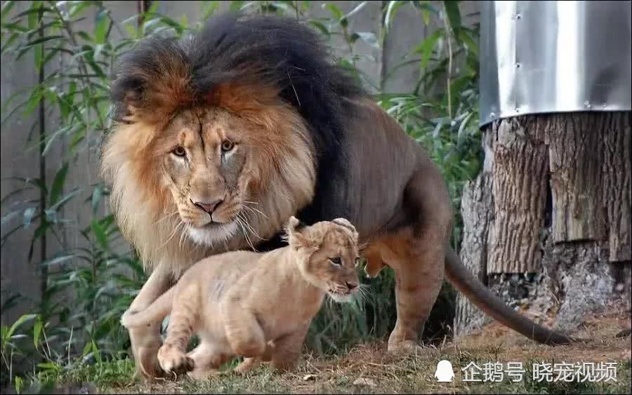 狮子,妻管严,母狮,公狮,公狮教训幼崽