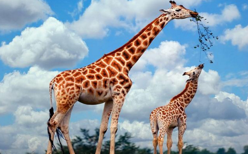 长颈鹿是目前地球陆地生物当中已知最高的动物,脖子超长也很细,不过其