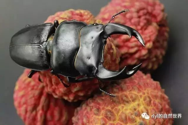 大锹形虫摄影特辑——大锹形虫与荔枝