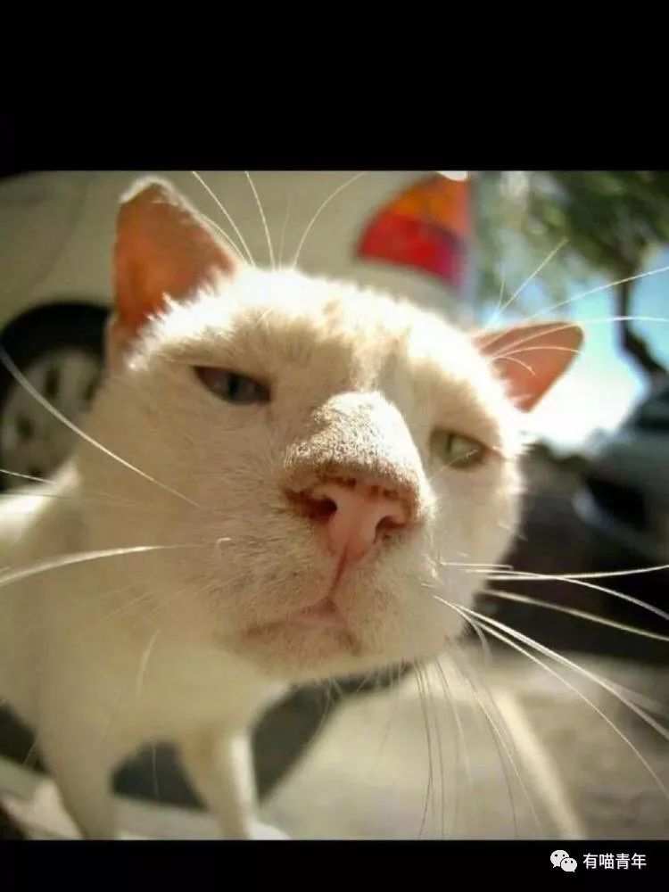 萌猫都见过,大过年的给你们来点劲,丑萌猫咪大放送,慢慢享用