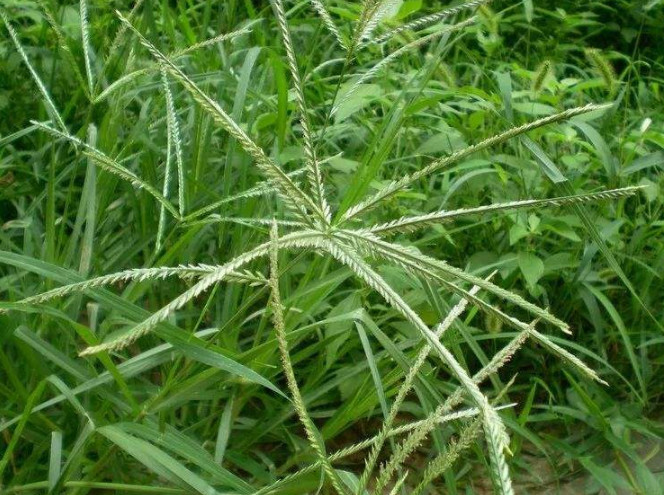 农村地里无人问津的"恶草",清热解毒,抗菌消炎,你认识