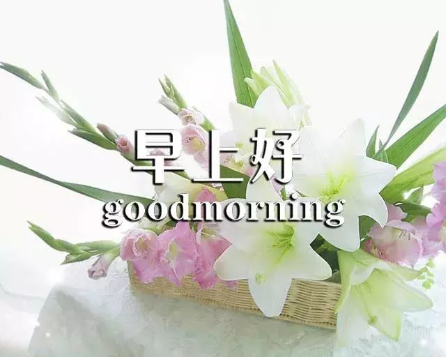 最新版早上好问候图片鲜花带字 新的一天早安语心情说说