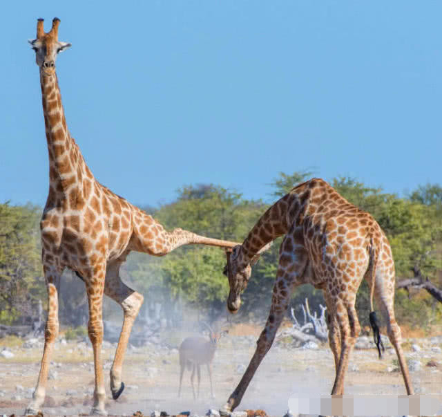 冷知识:腿短的人比腿长的人跑的快!长颈鹿是"宝藏动物