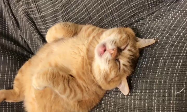橘猫睡觉被捏醒,一脸无辜的睁眼,看起来就快哭了