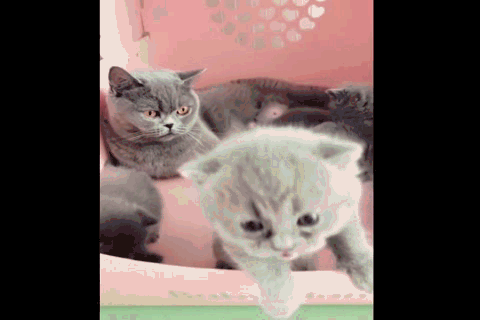 开玩笑,铲屎官怎么会欺负小奶猫呢,还有一只小奶猫居然走过来,把手