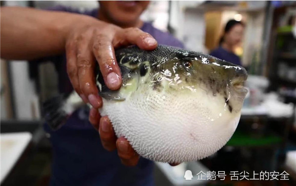 为什么河豚有剧毒,日本人还拼死狂吃,甚至毒死他们的"