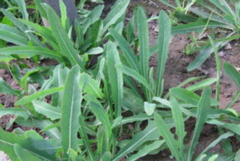 农村一种被称为"奶浆草"的植物,富含多种营养,可却快被挖绝了