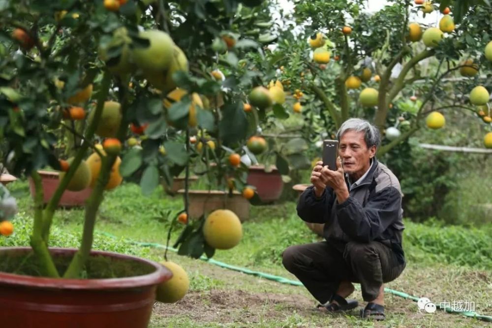 越南农民在一棵树上嫁接10种水果,完全就是小型水果市场!
