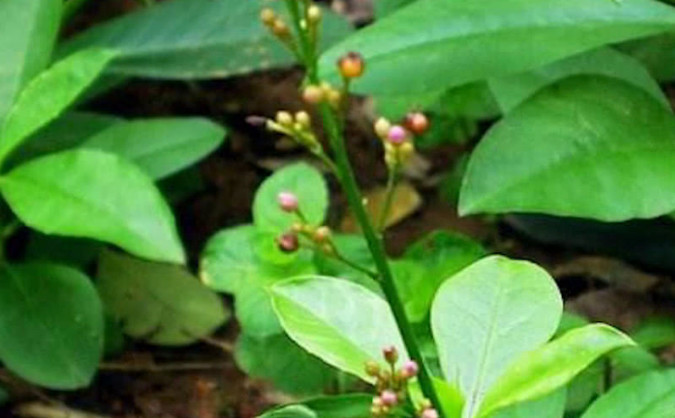 人参,植物,火烧,花朵,草药