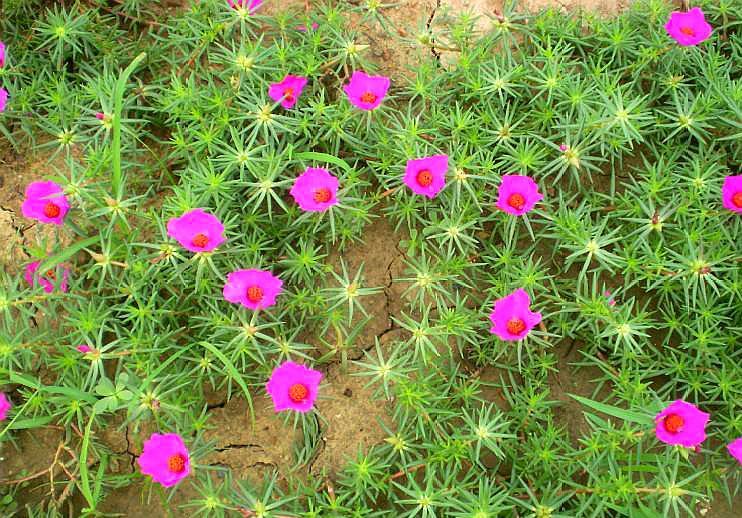 这种花外号叫"死不了",开花比"牡丹"还鲜艳,花期有300