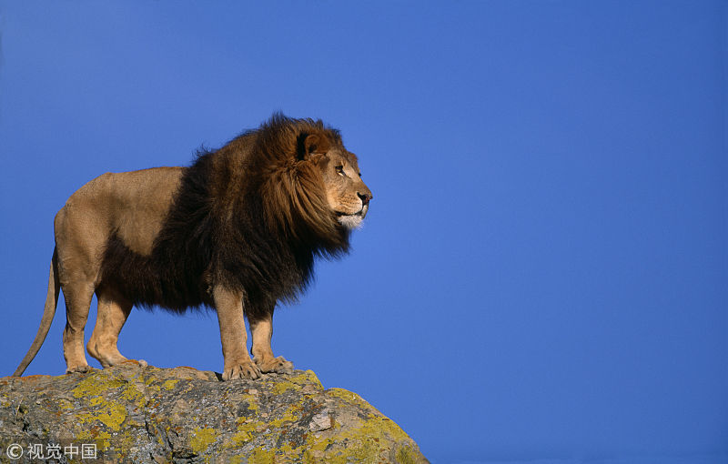 狮王的一生,刚成年被赶出狮群,数年后成长为王者