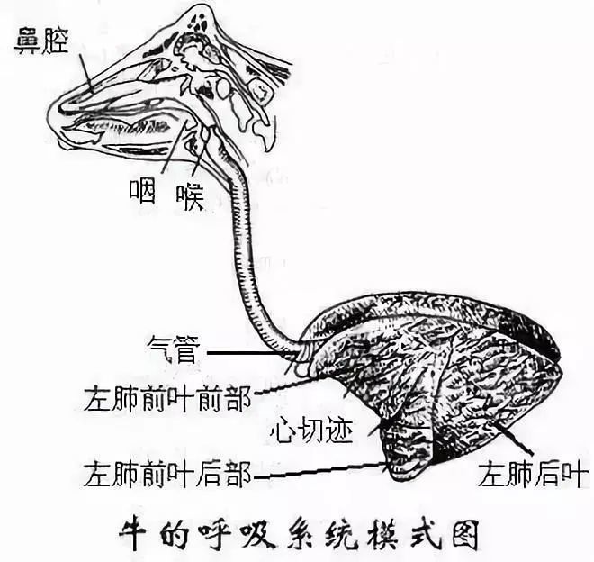 干货:给羊打针部位示意图,及操作要领!